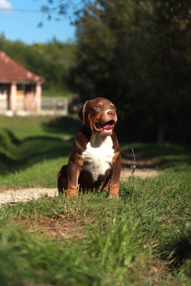American Bully XL (Pitbull XXL) - 15
