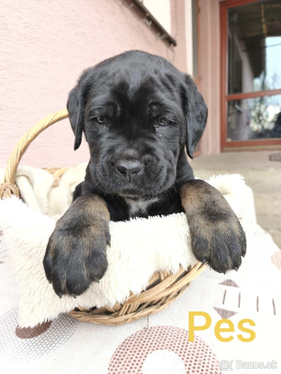 Cane Corso bez PP - 15