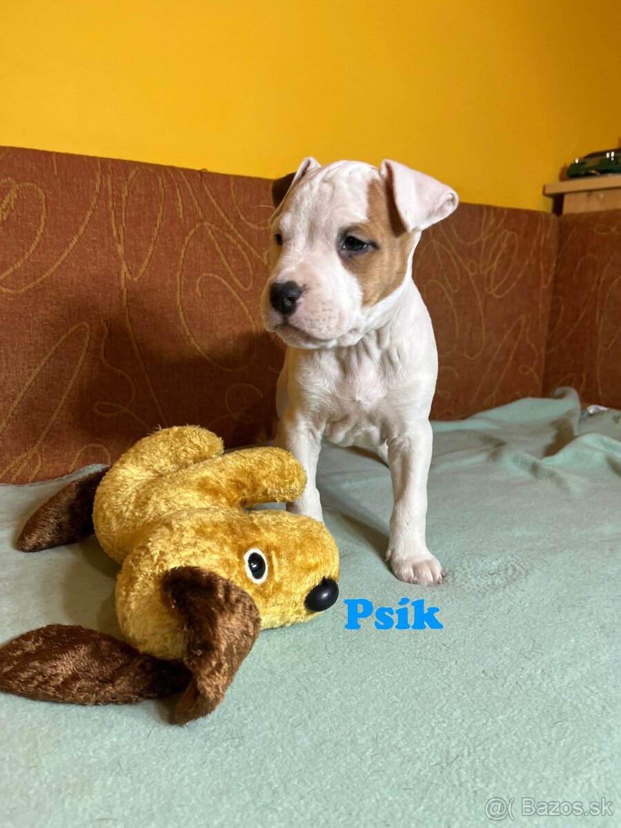 Americky Stafordšírský Terier šteniatka s PP - 15