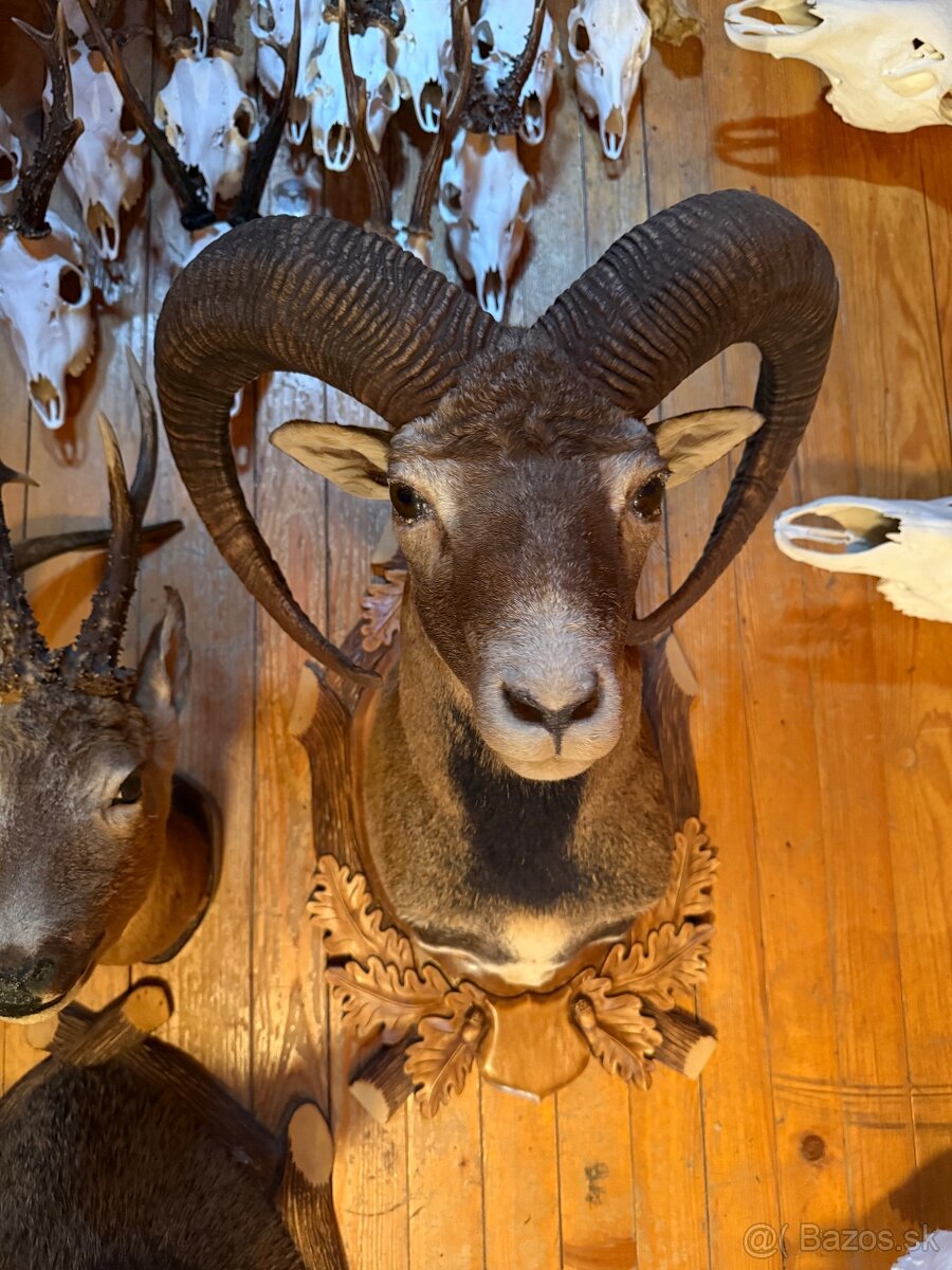 Poľovnícke trofeje - 15