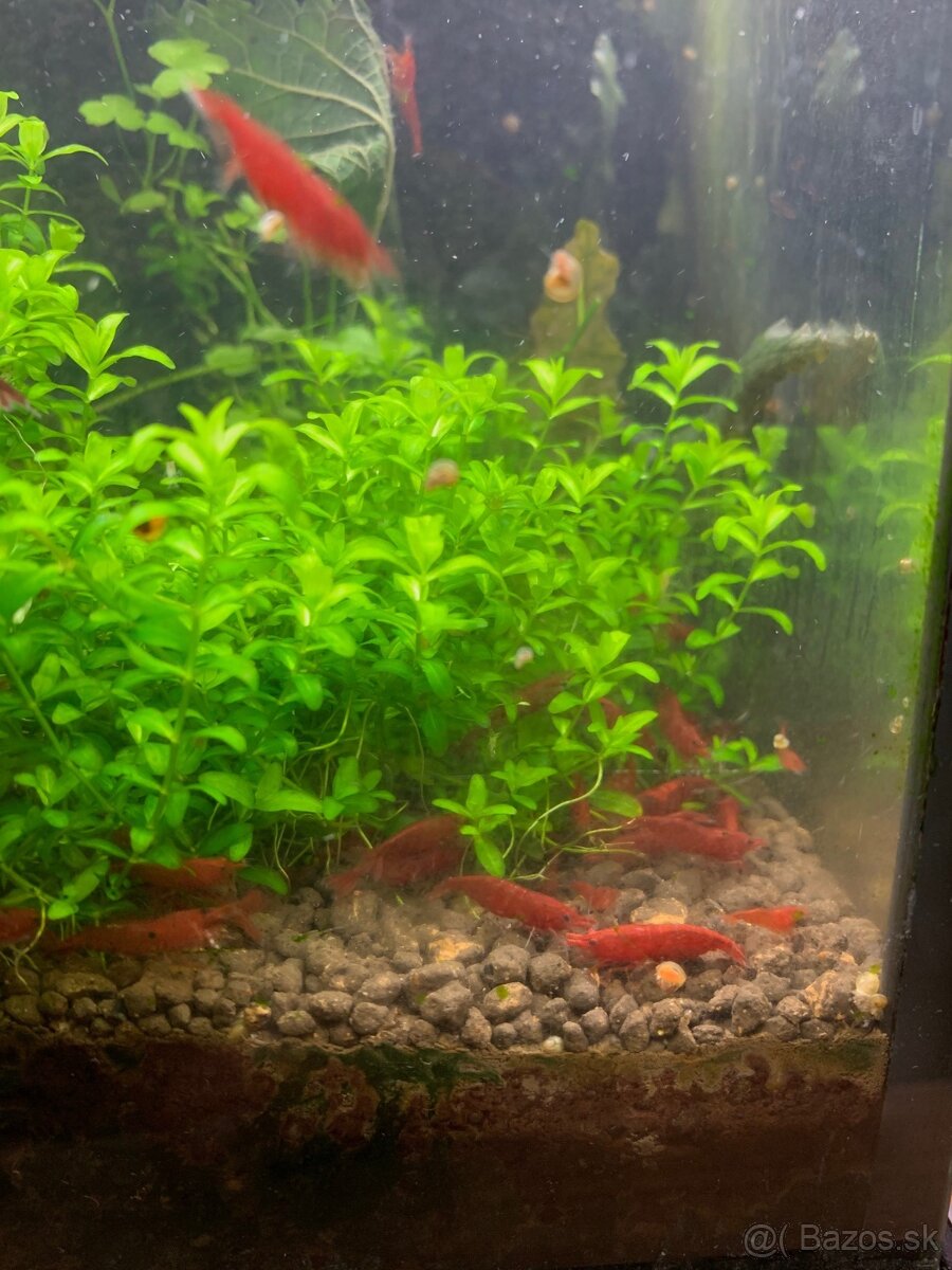 Krevetky Neocaridina - 15