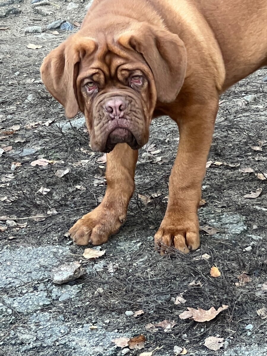 Bordeauxská doga s PP pes - 15