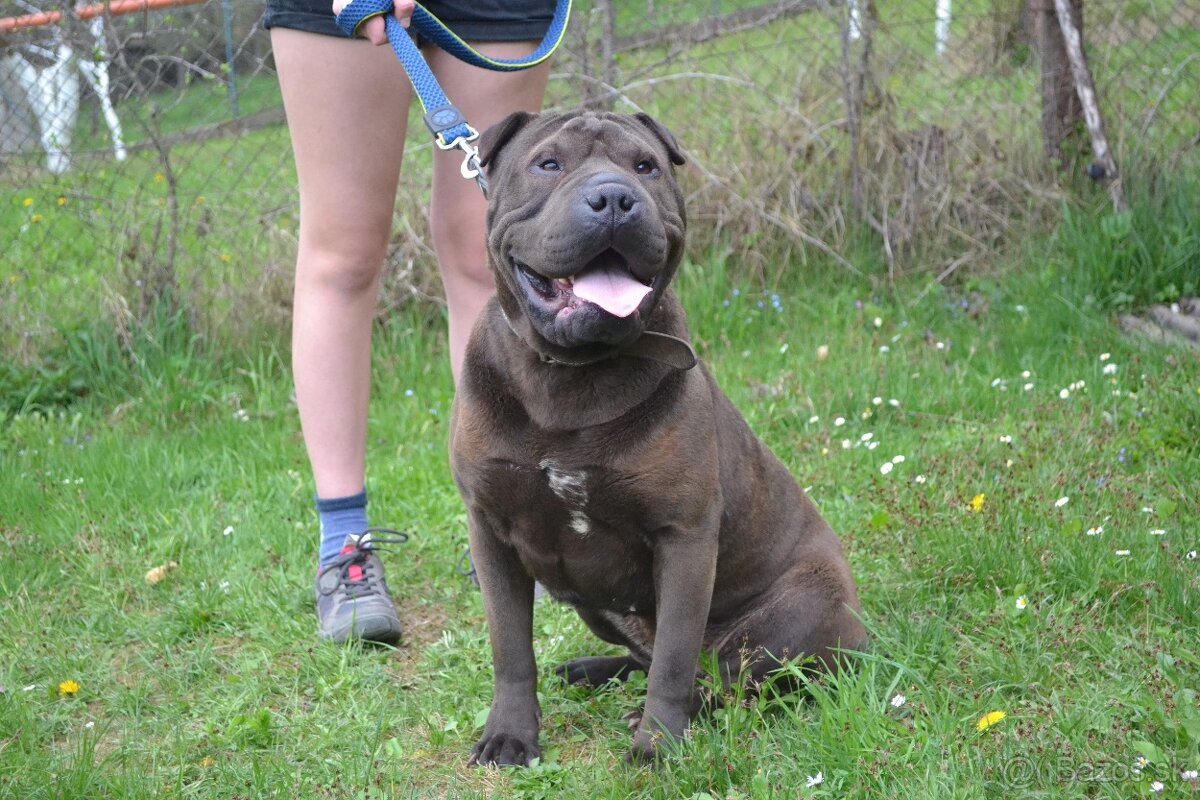 American bully pocket / shar pei (odber 14.11) - 15