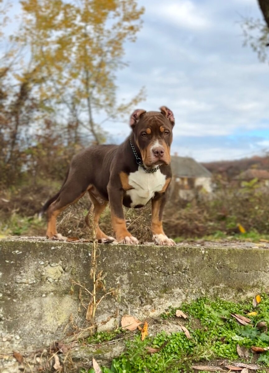 American Bully XL (Pitbull XXL) - 15