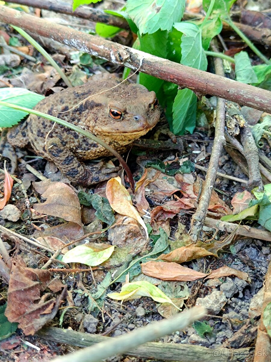 Banicky domcek,chata,chalupa,rekreacny objekt - 15