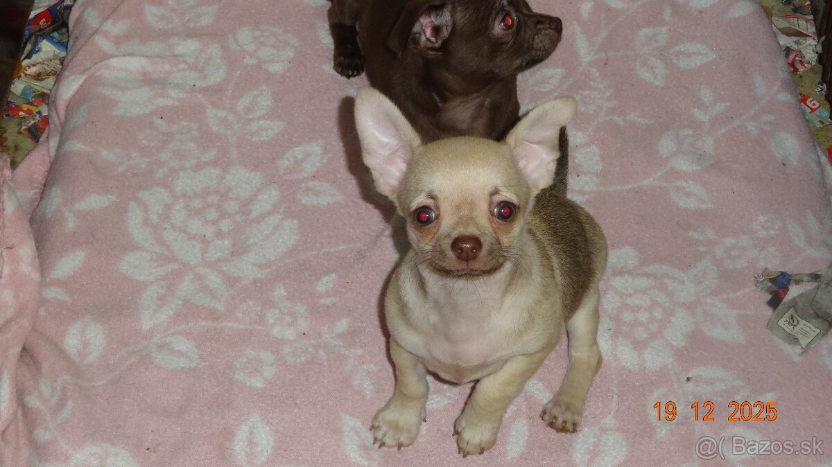 čivava krátkosrstá - 15