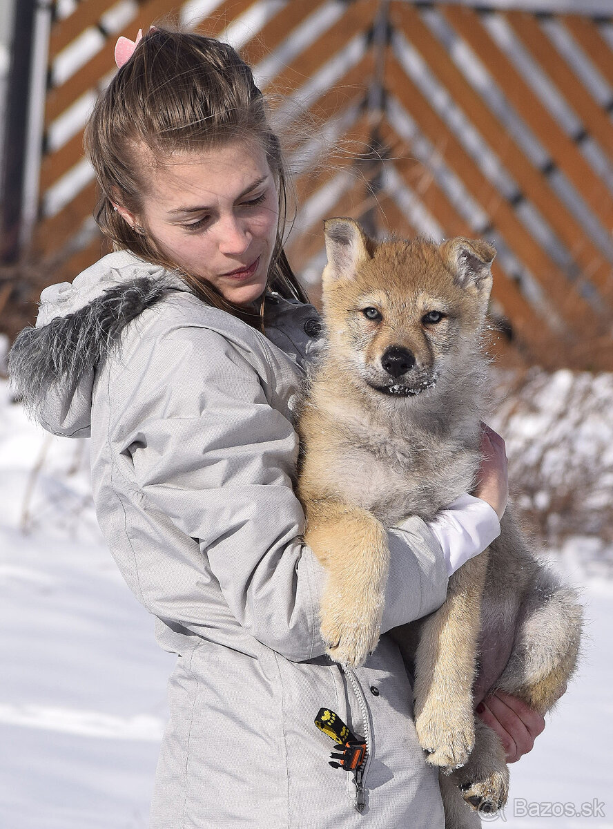 šteniatka československy vlčiak - 15