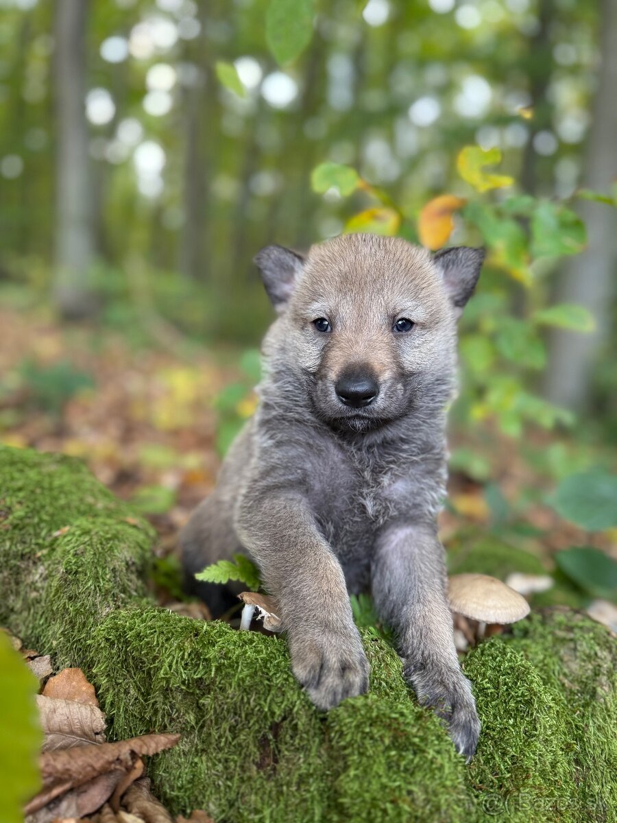 československý vlčiak s PP (FCI) - 15