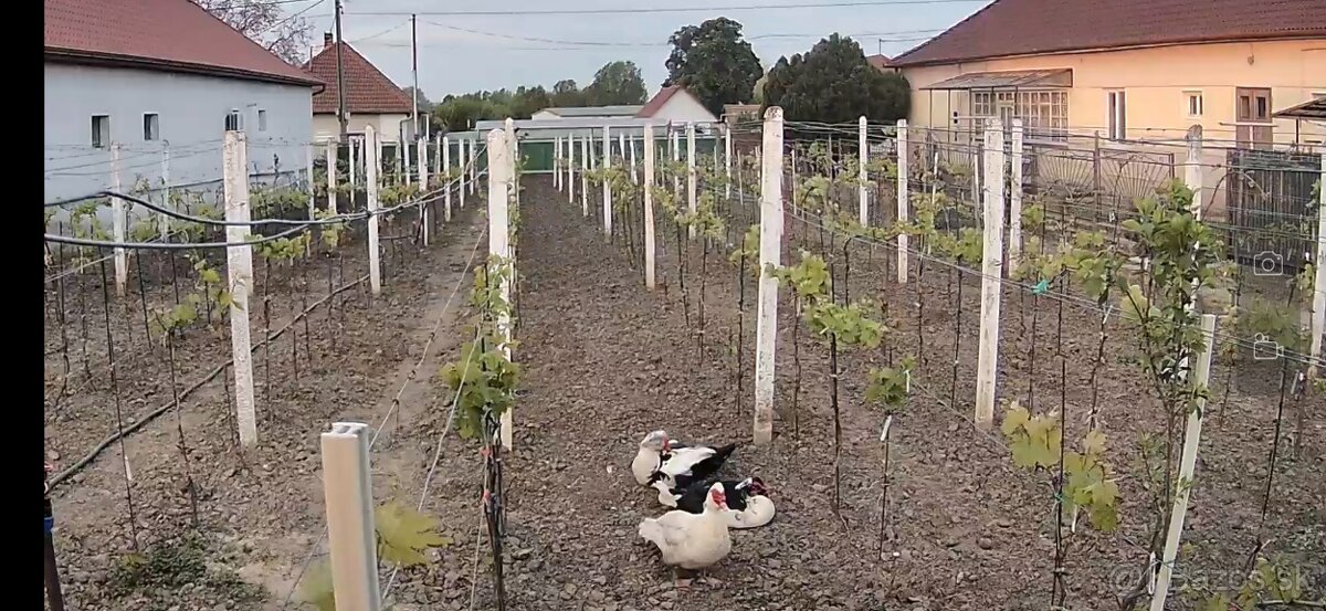 Predám pozemok v marcelovej. 1100m2 - 15