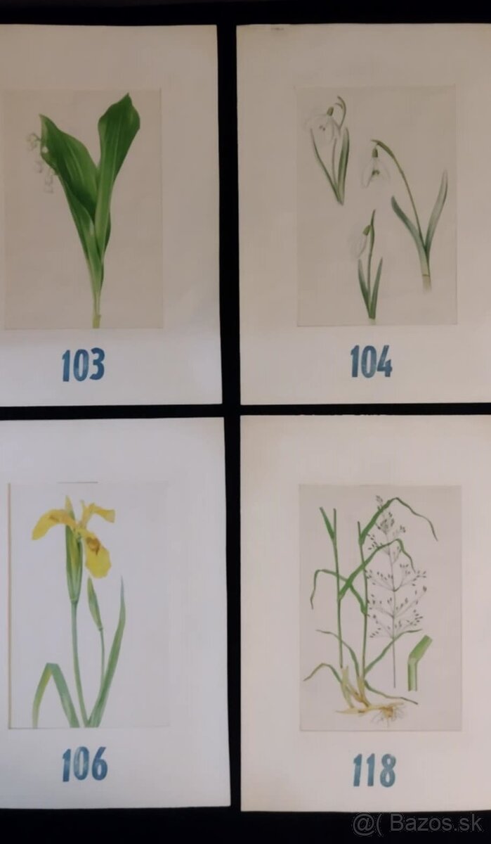 obrázky rastlín - 15