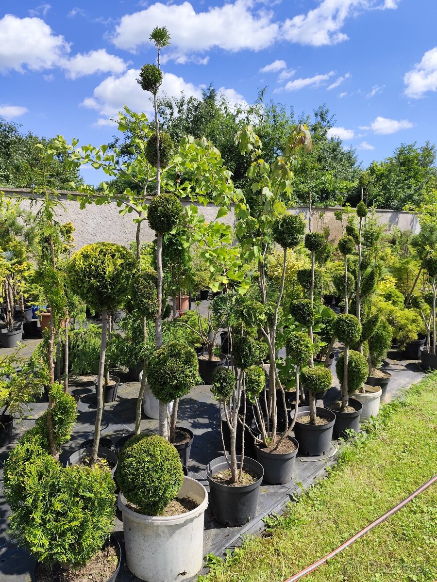 Okrasné dreviny, kríky - 15