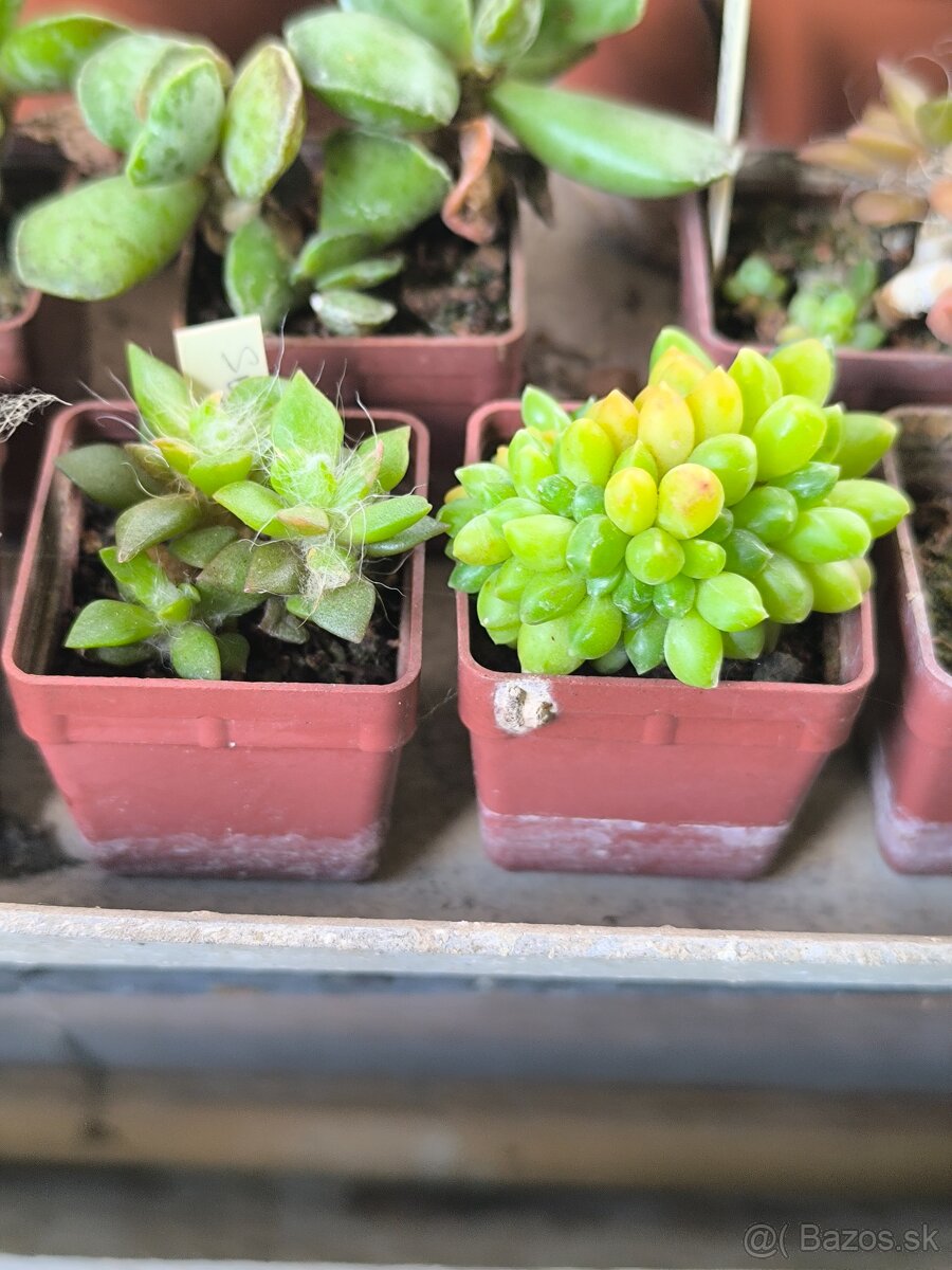 Kaktusy a sukulenty - 15