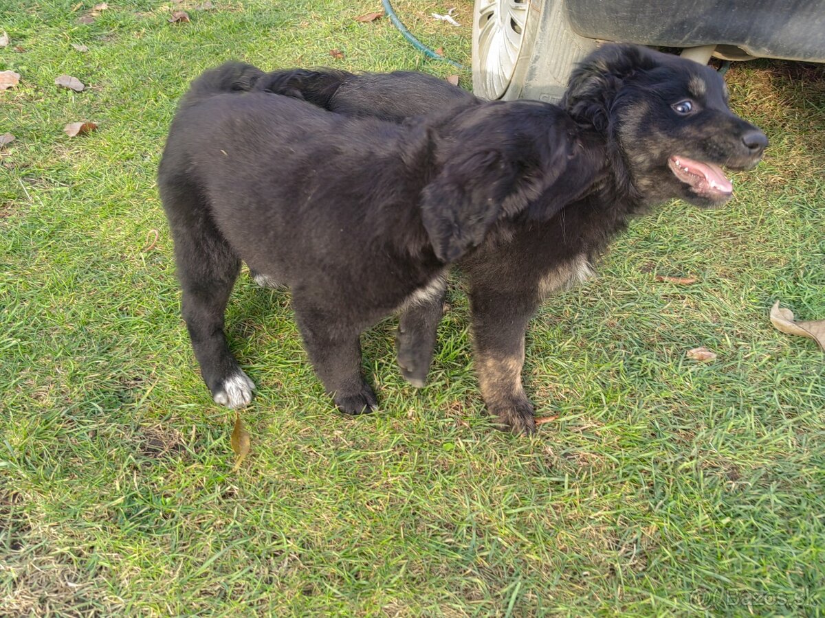 Darujem zadarmo - 15