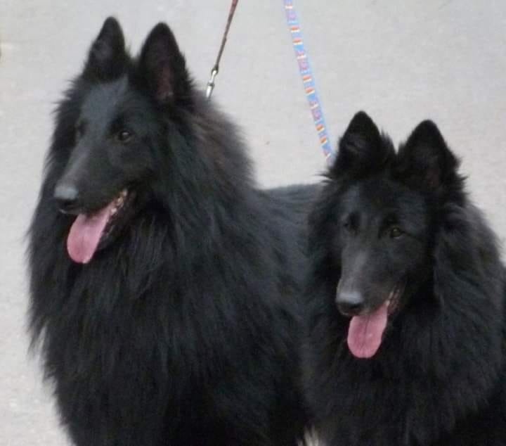 Belgický ovčiak groenendael FCI s PP po šampiónoch - 15