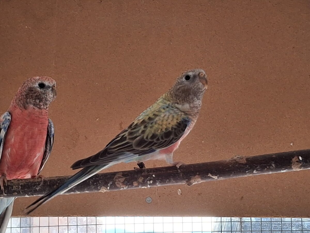 Neofema bourkova - 15