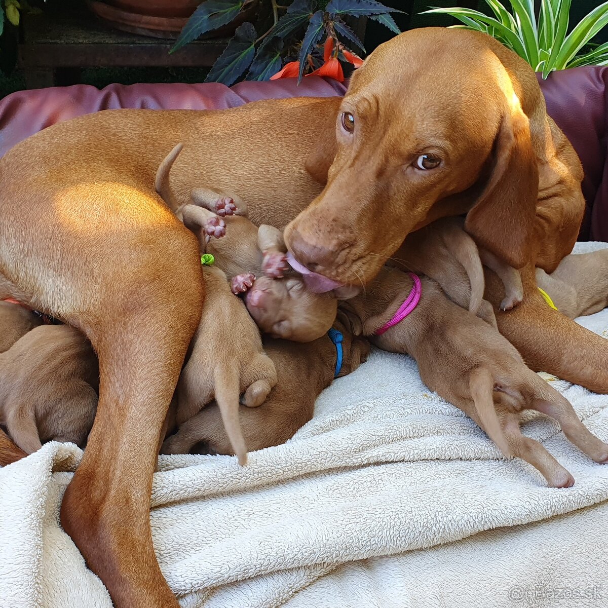 Maďarská vyžla s PP - 15