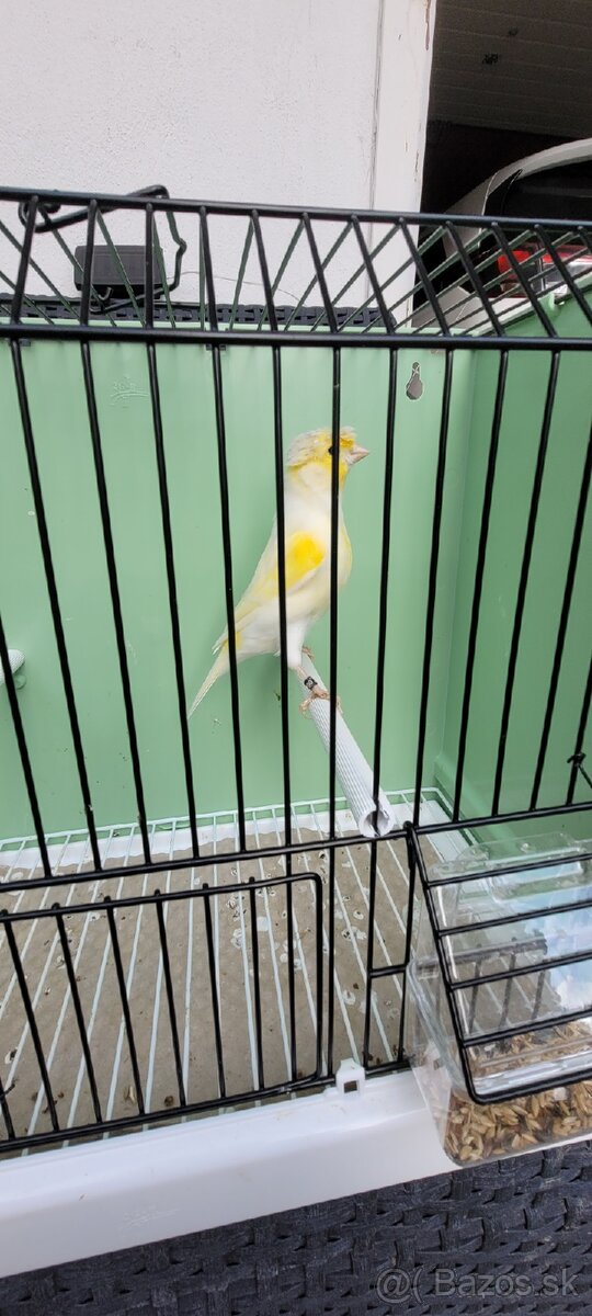 Kanáre kanáriky - 15