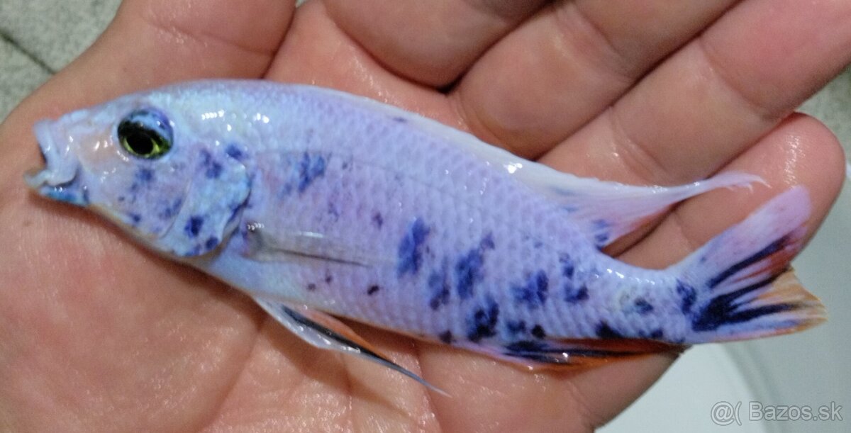 Africké Malawi cichlidy - 15