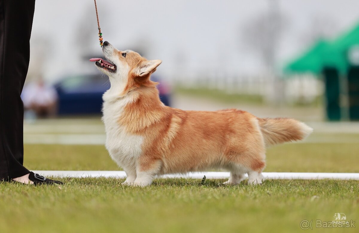 Welsh Corgi Pembroke - 15
