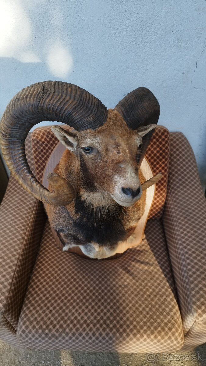 Predám preparát zlatého muflona. Parožie zhody trofeje. - 15