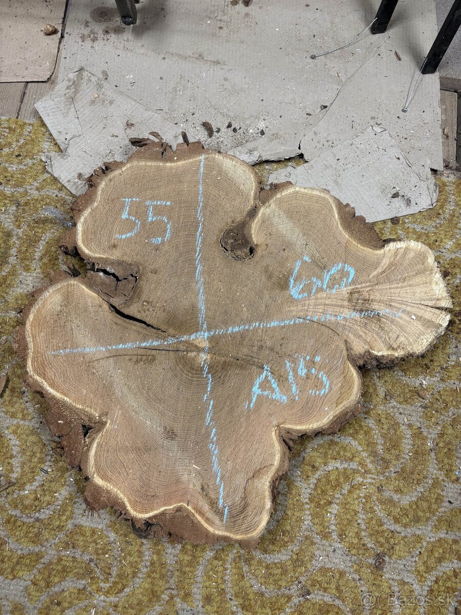 Vysušené agátové koláče / priečne rezy, agát - 15