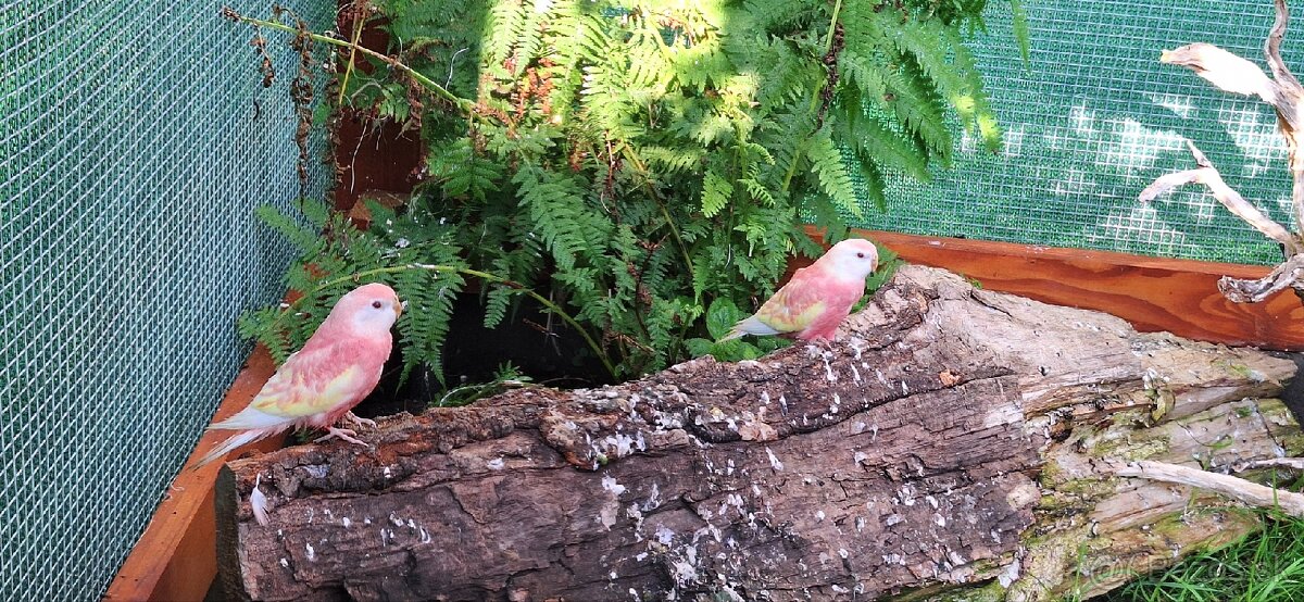 Neofema Bourkova Rubino - 15