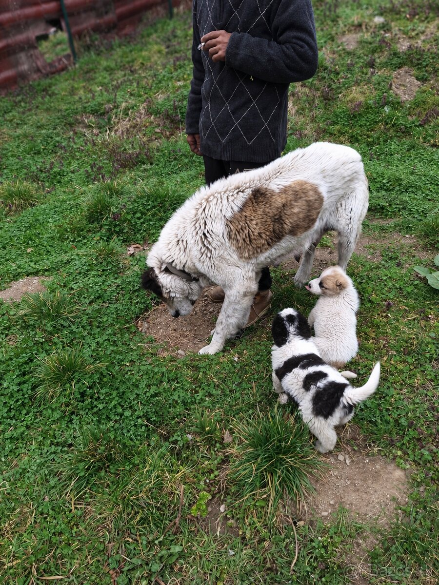 Stredoázijský ovčiak- šteniatká - 15