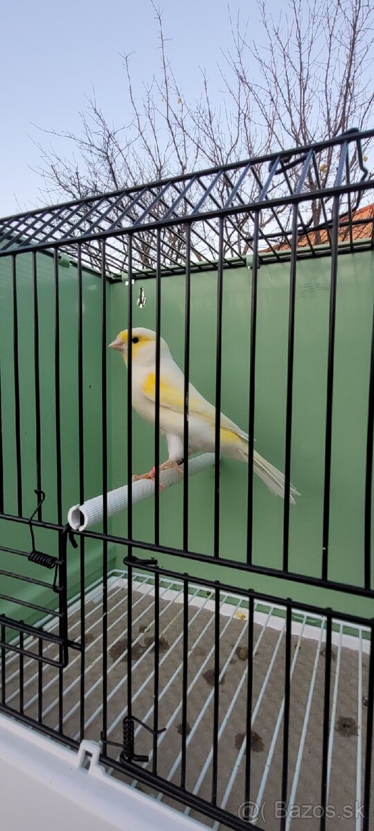 Predám Kanáriky,Kanáre - 15