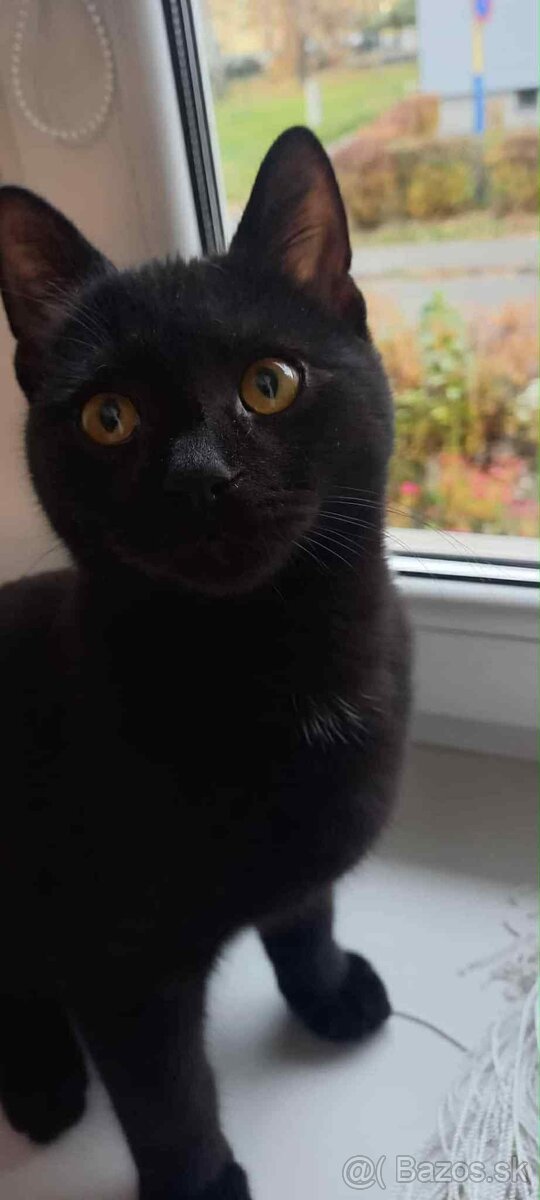 Darujem kocúrika - 15