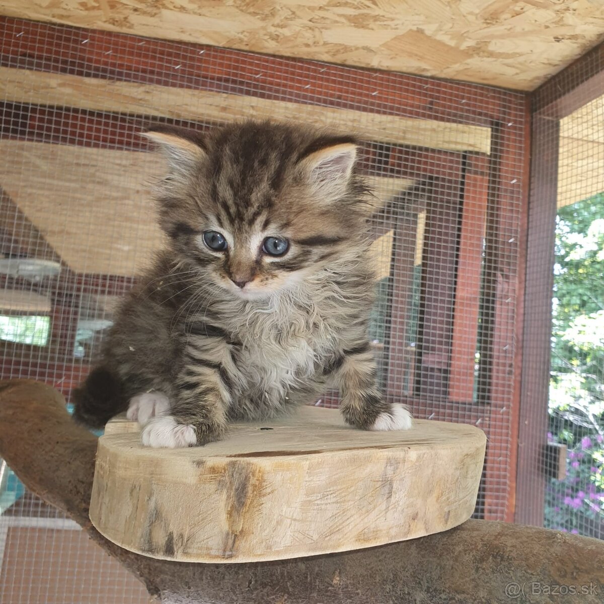 Ponukam maciatka - 15