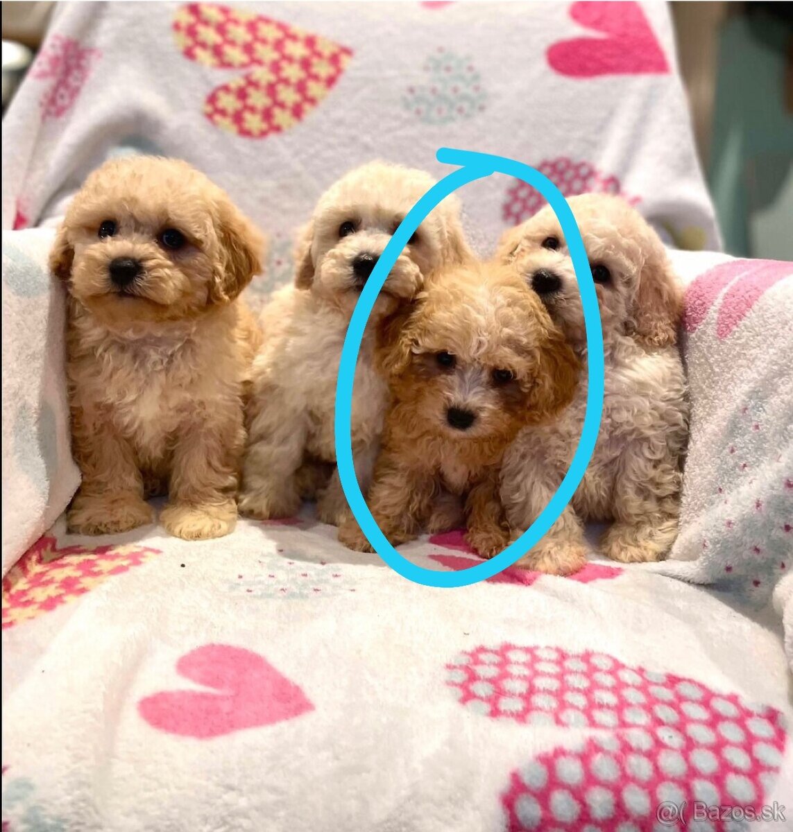 Apricot Maltipoo - 15