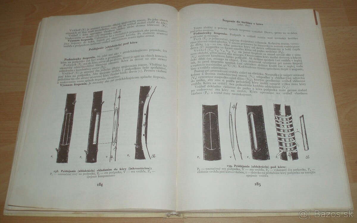 Štepenie, očkovanie a preštepovanie drevín - 15
