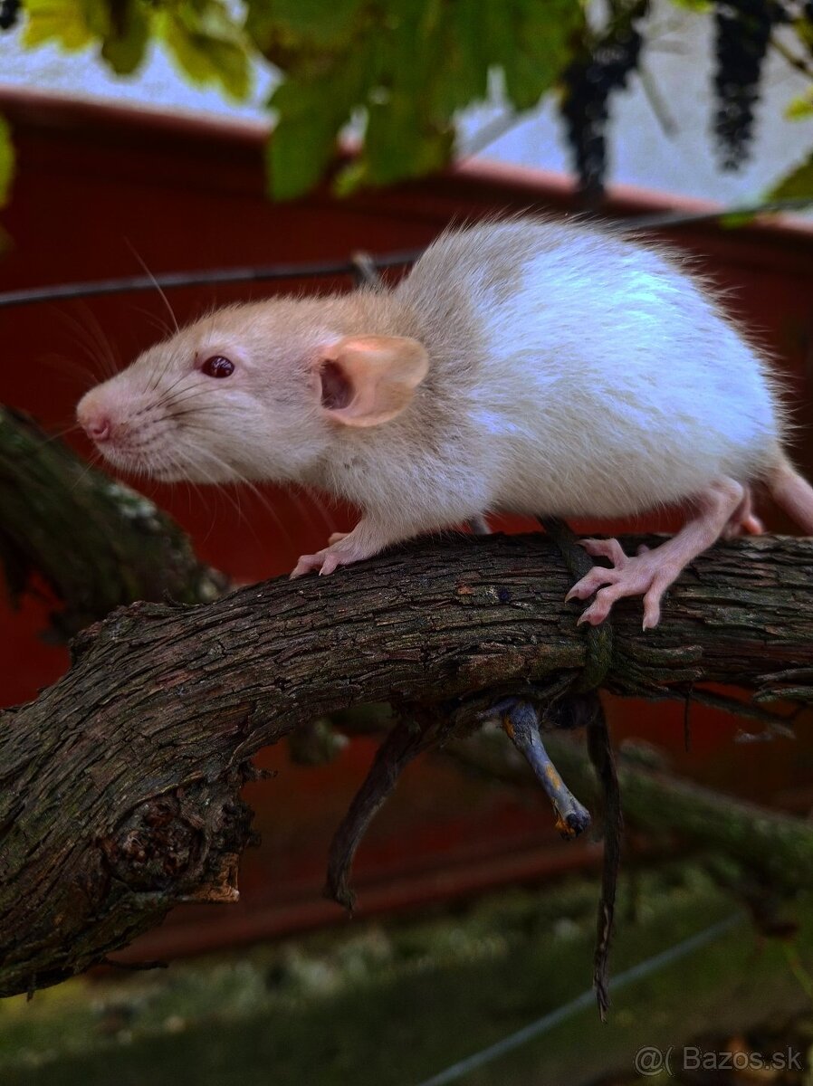 Predám potkaniky - 15