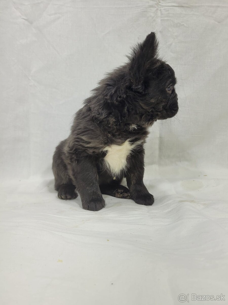 Francúzsky buldoček - 15