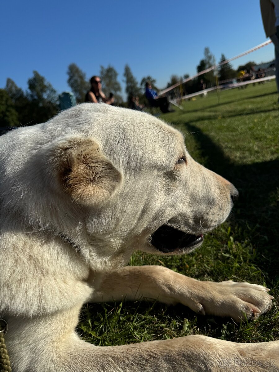 Stredoázijský ovčiak SAO - 15