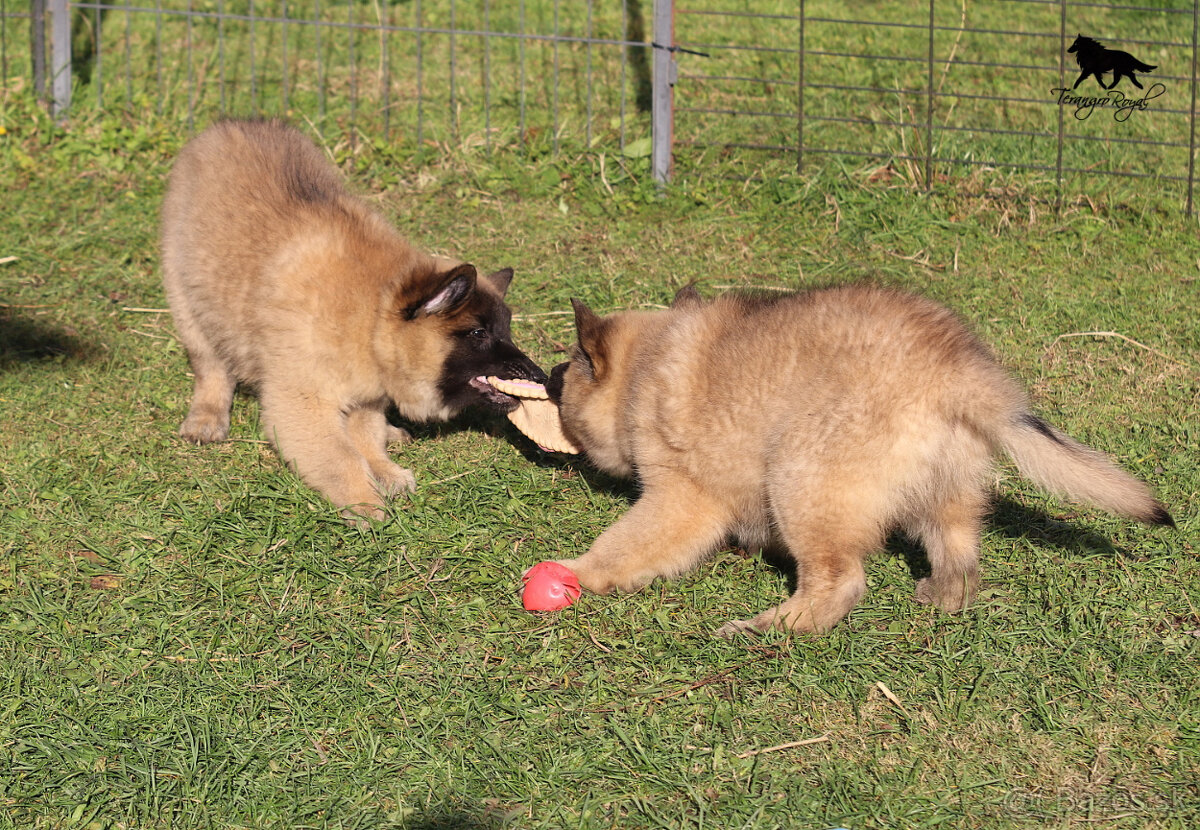 Belgický ovčiak Tervueren - šteniatka s PP na odber - 15