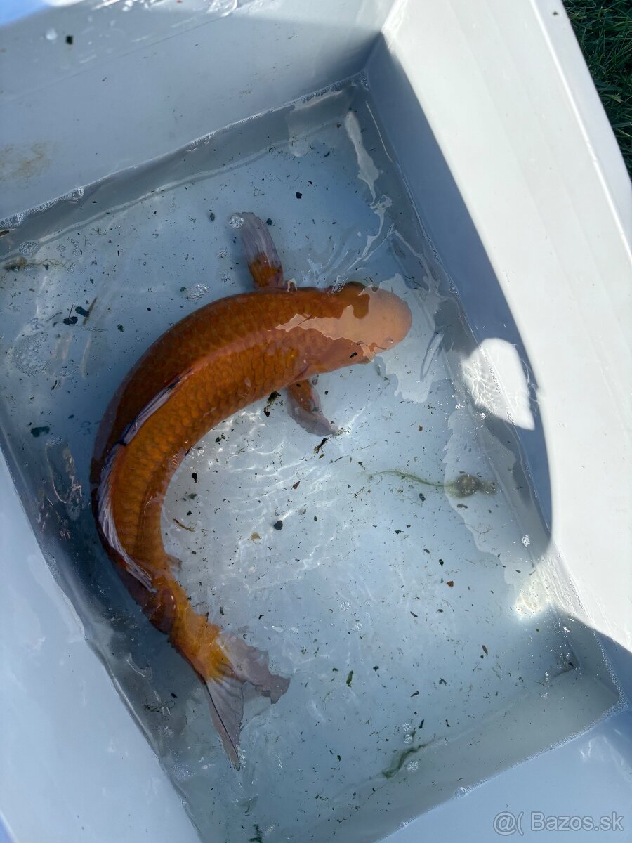 Japonské Koi kapre - 15