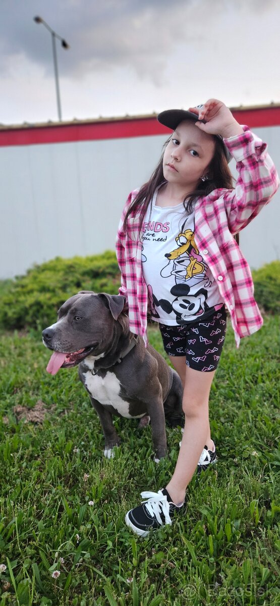 Krytie - Americky Stafordsirsky terier - 15