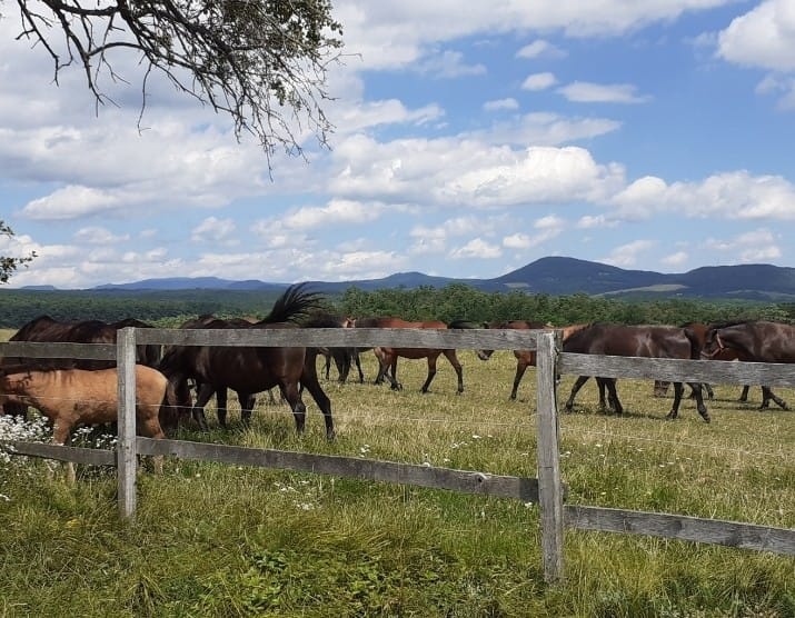 3iz byt 62,92m2 v tichom prostredí Topoľčianok - 15