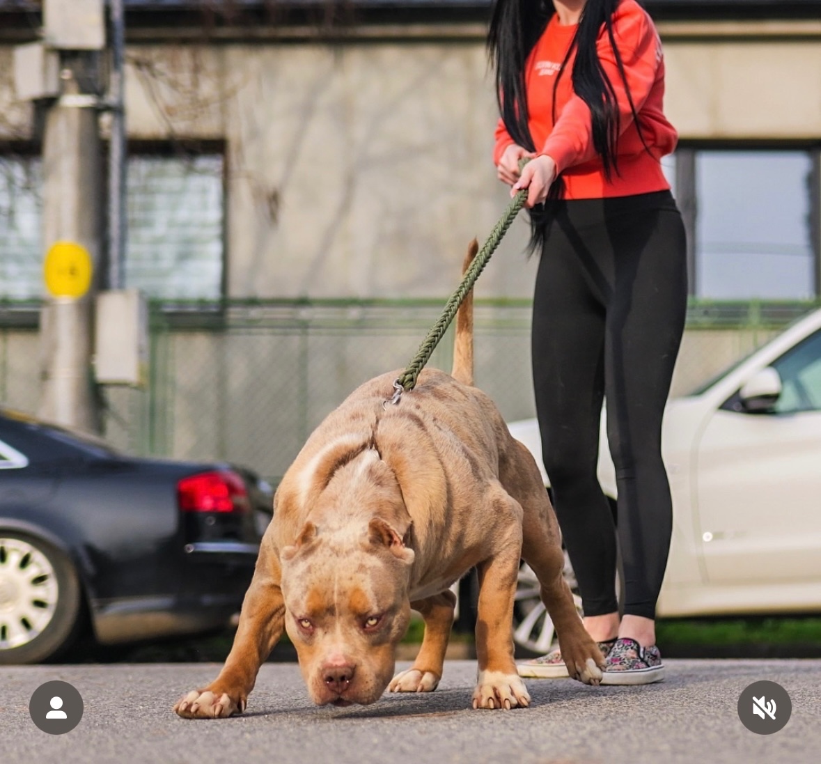 American Bully XL (Pitbull XXL) - 15
