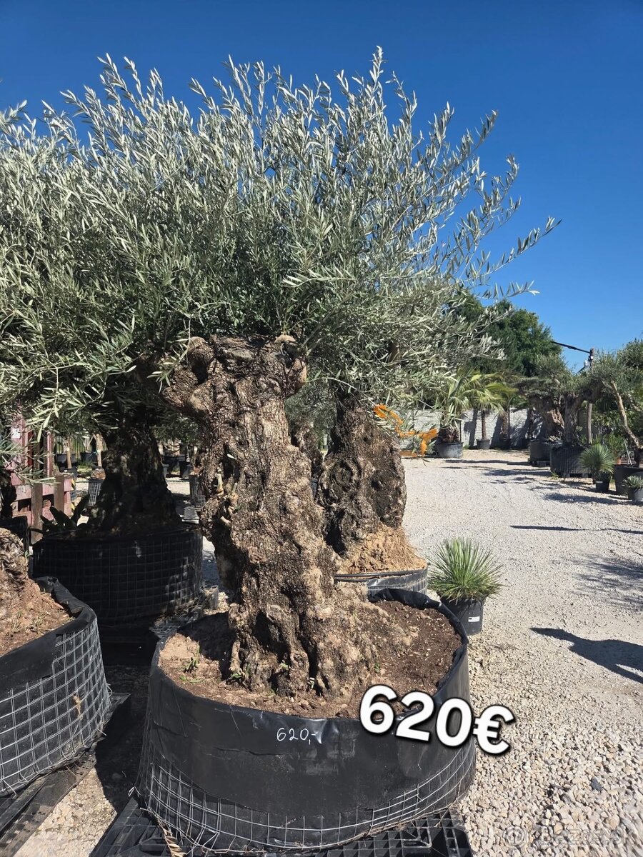 Mrazuvzdorne Olivovníky - 15