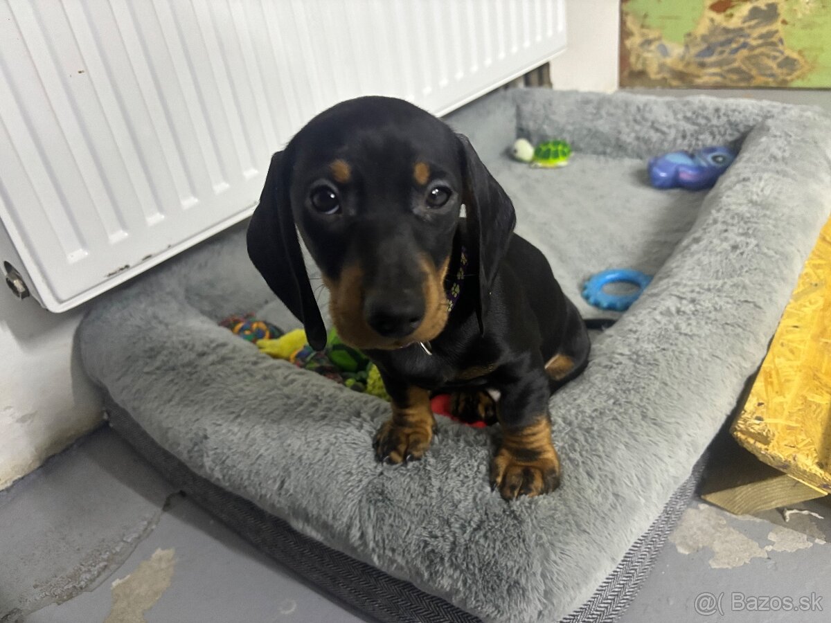 Jazvečík kratkosrstý - 15