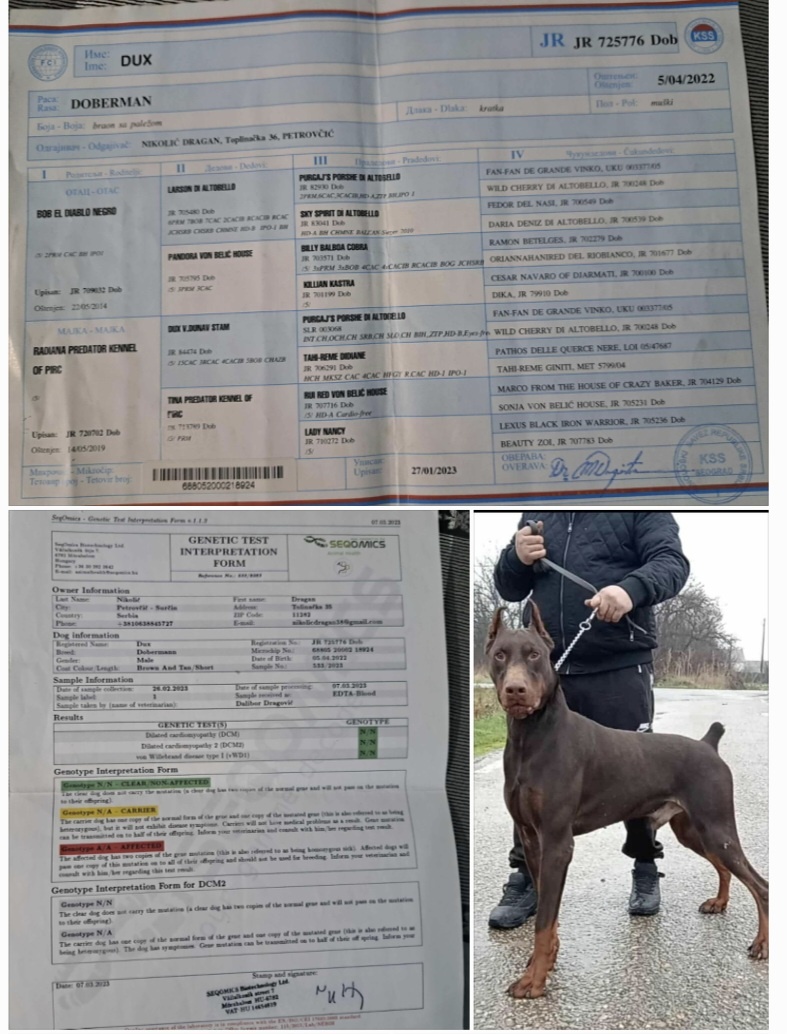 DOBERMAN ŠTENIATKA FCI P.P. - 15