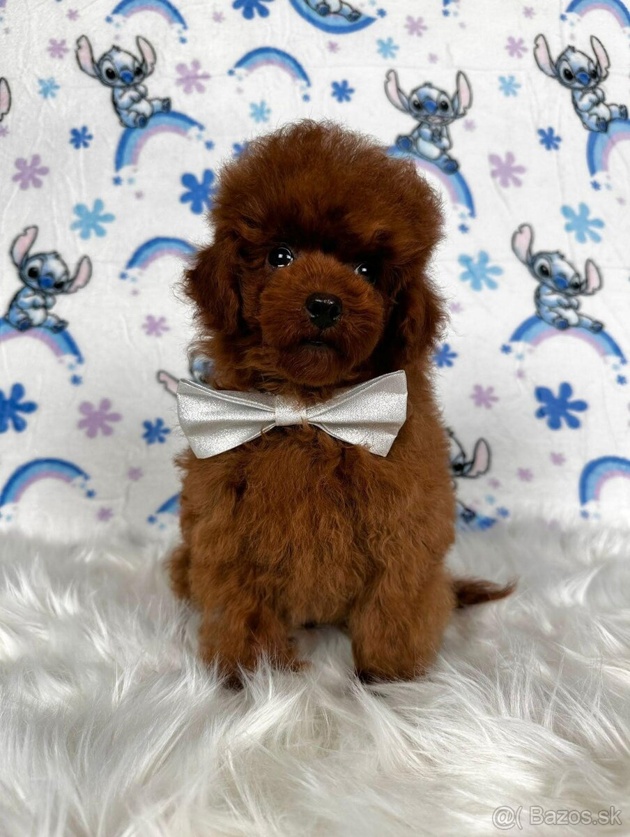 Pudel toy/Pudlík toy - red brown psíček - 15