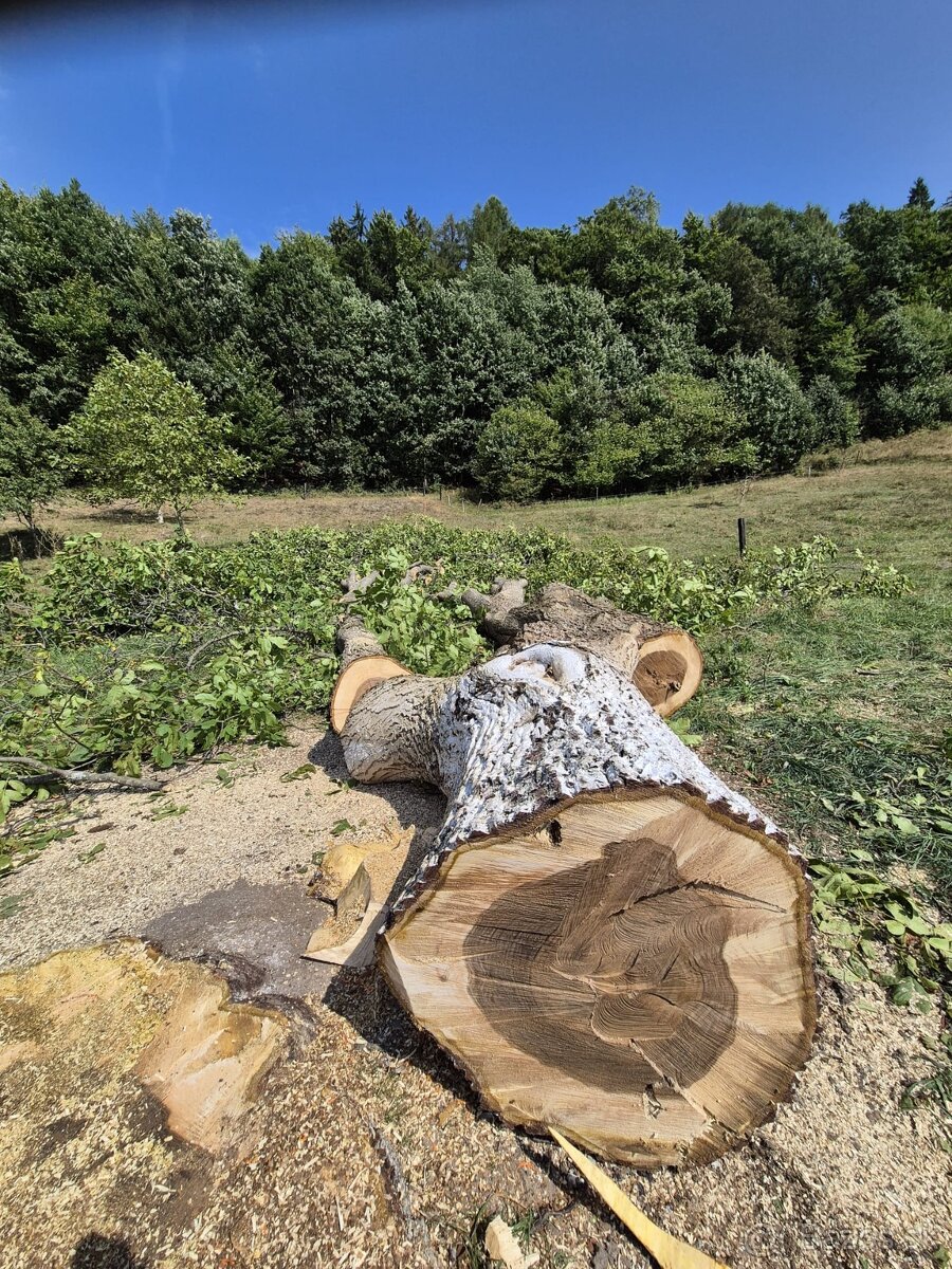 Výrub rizikových stromov - 15