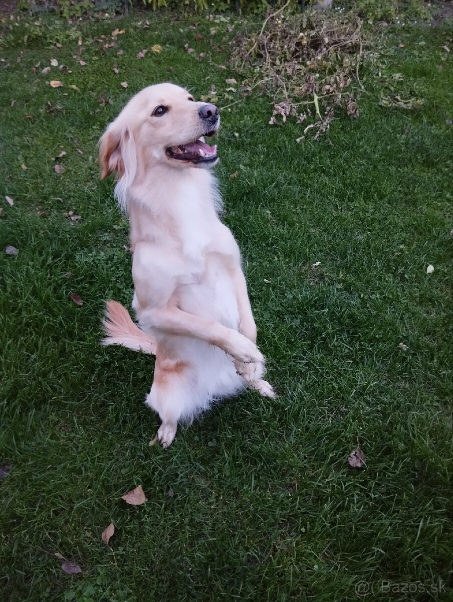 Ponúkam šteniatka - 15