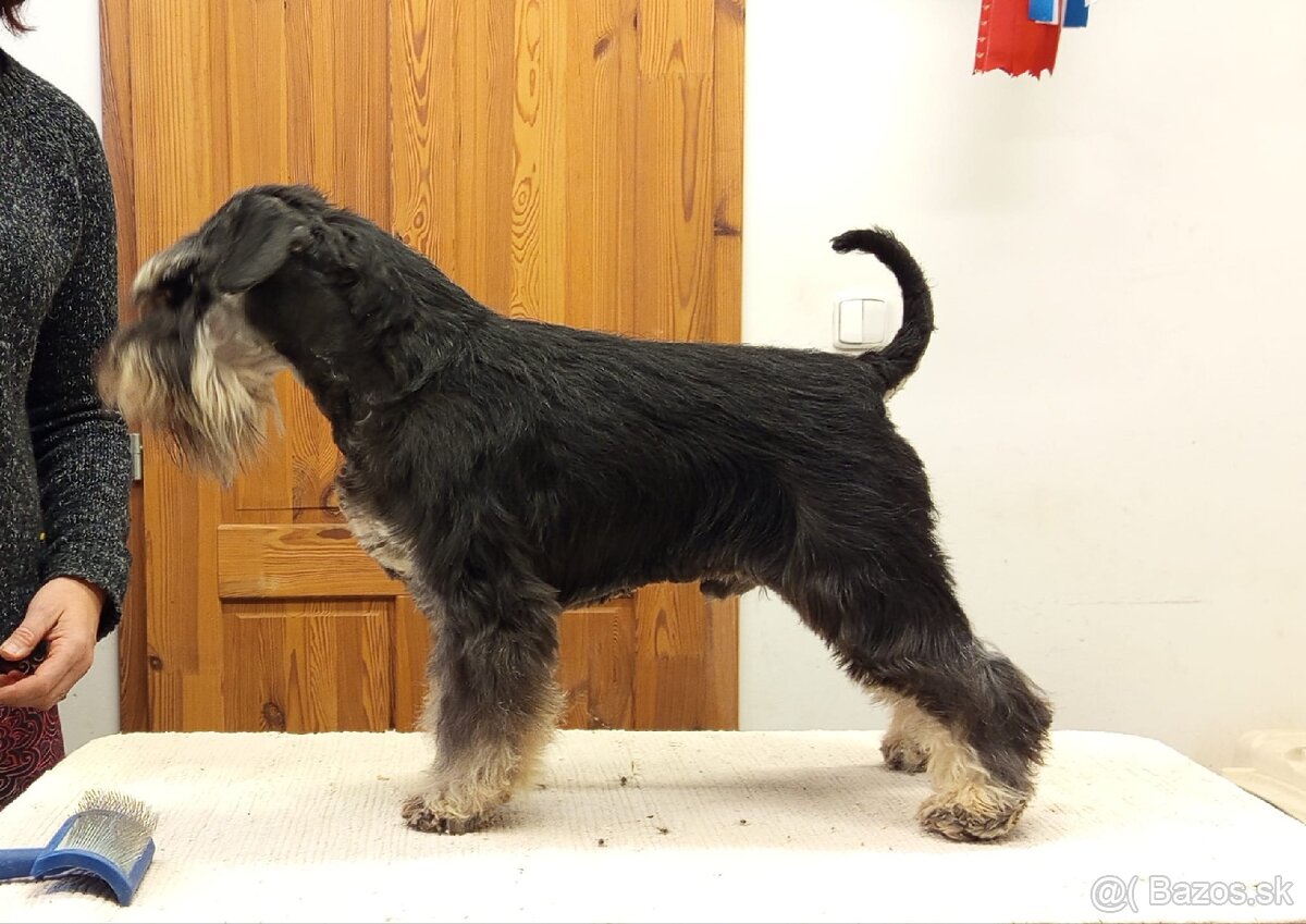 Malý čiernostrieborný bradáč - 15