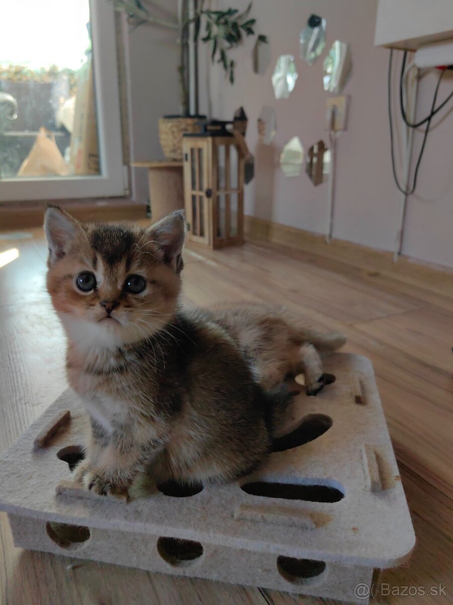 Britská krátkosrstá mačka - 15