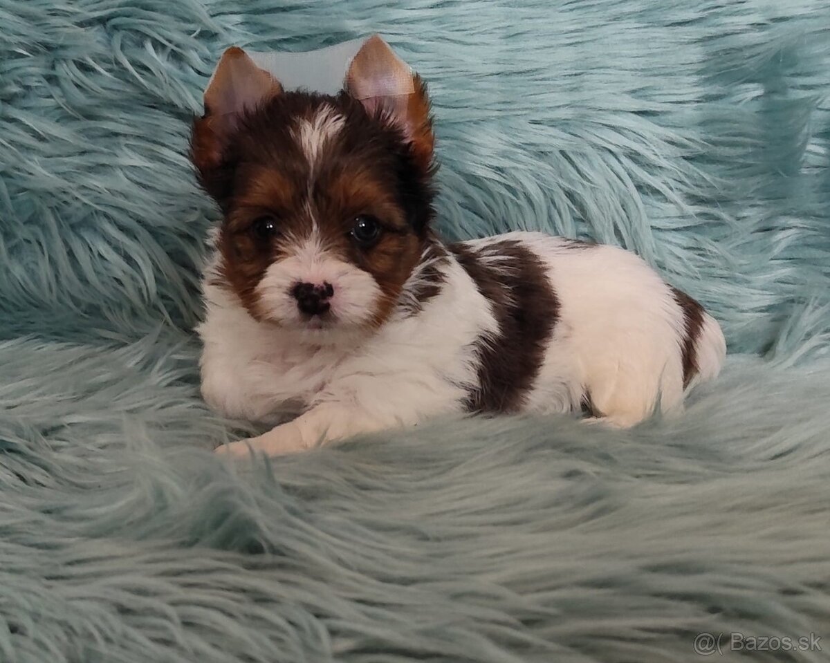 Yorkshire teriér, Biewer, Biro, Yorkshire teriér s PP - 15