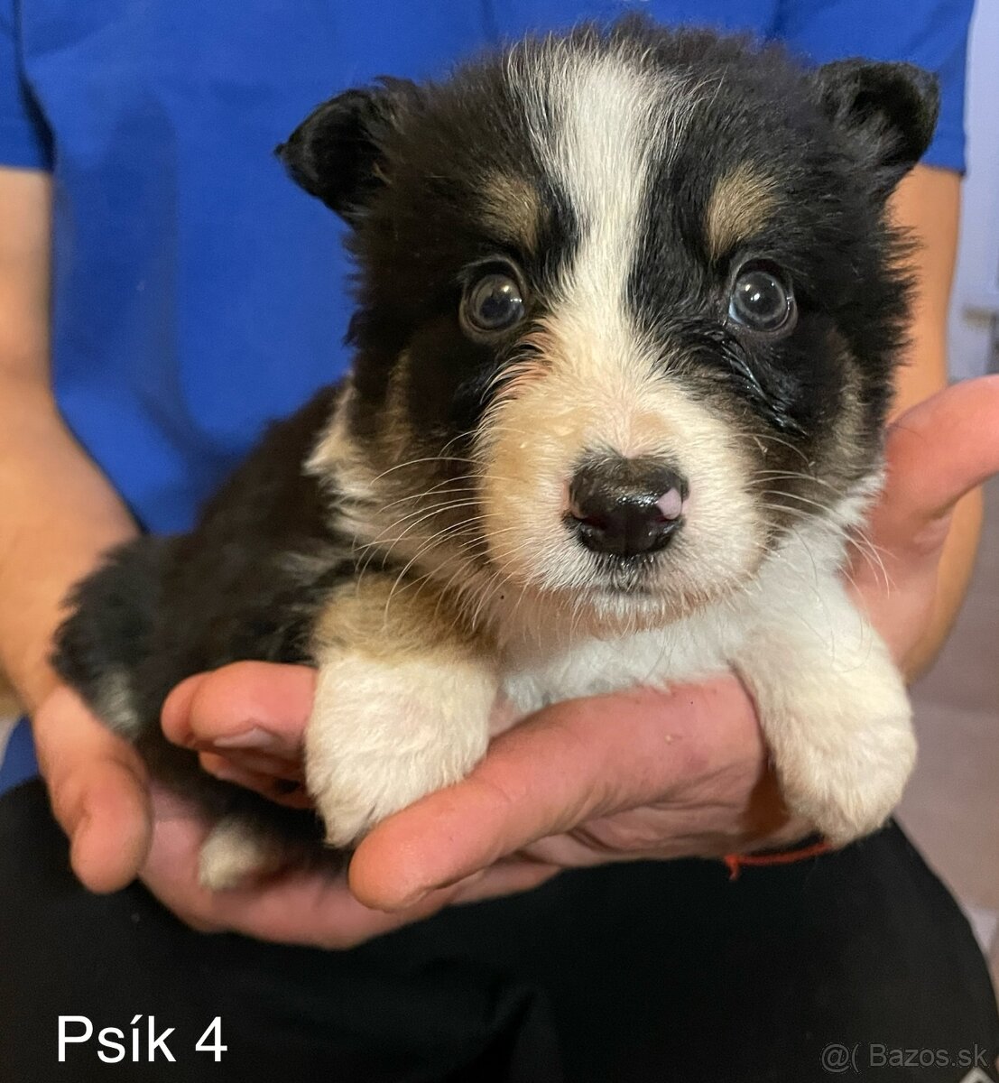 Border kólia - šteniatka - 15